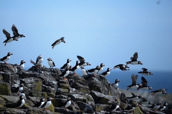 Farne Island rangers carry out 'Puffin Census'