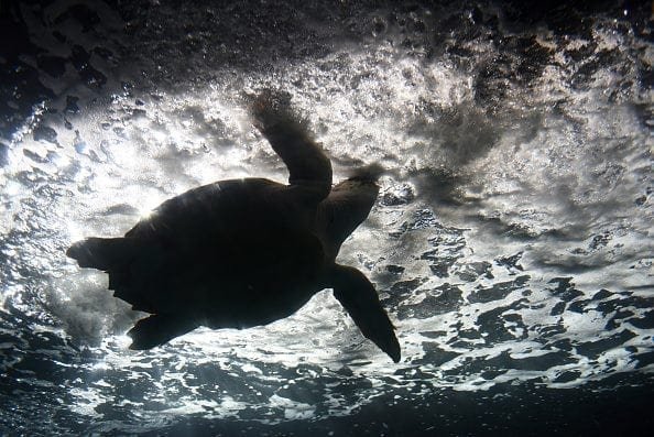 A specimen of Loggerhead sea turtle (Caretta caretta) swims