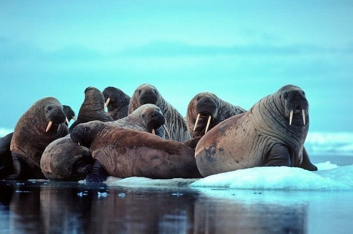 Walrus in the High Arctic