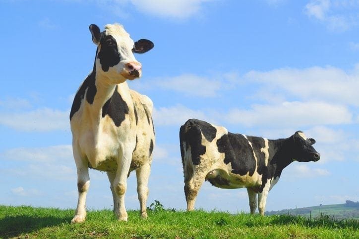 A milestone for UK organic dairy