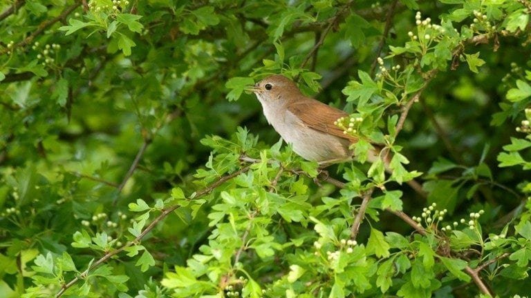 Nightingales arrive at Lodge Hill every year to spend the summer in Medway