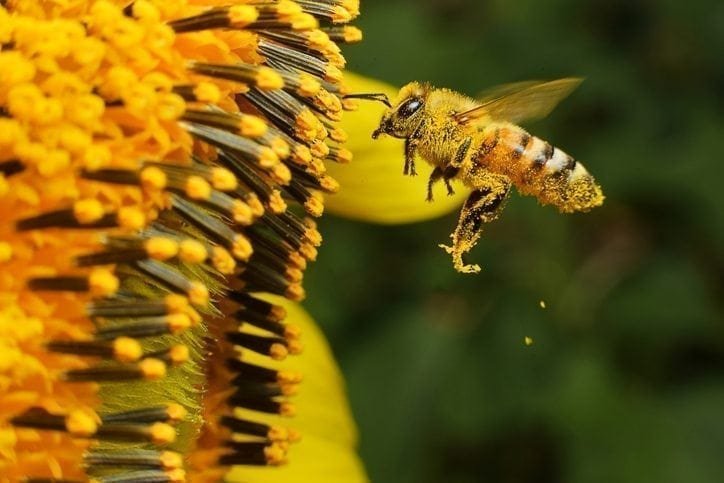 Bee-harming pesticides banned