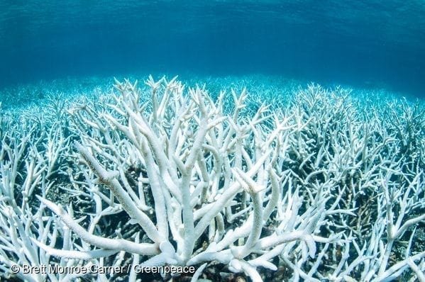 Damaged Coral Reef in Australia
