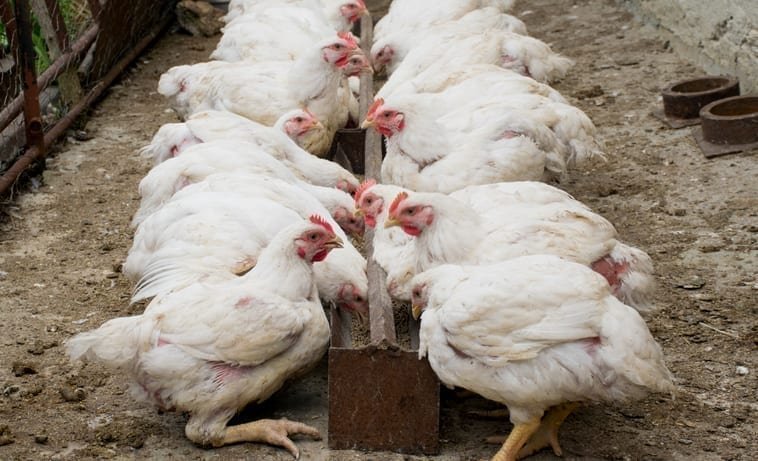 Chickens to be marker of Anthropocene