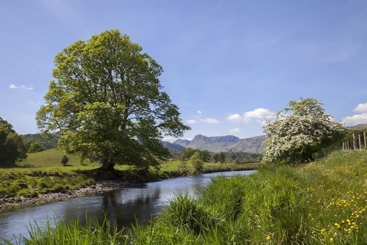 Oak at Elterwater, The Lake District, Cumbria