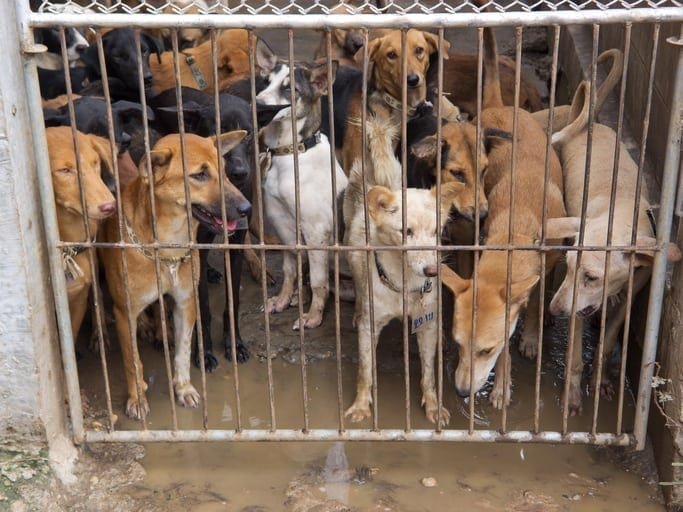 Dogs rescued from the meat trade in Nakhon Phanom, Thailand