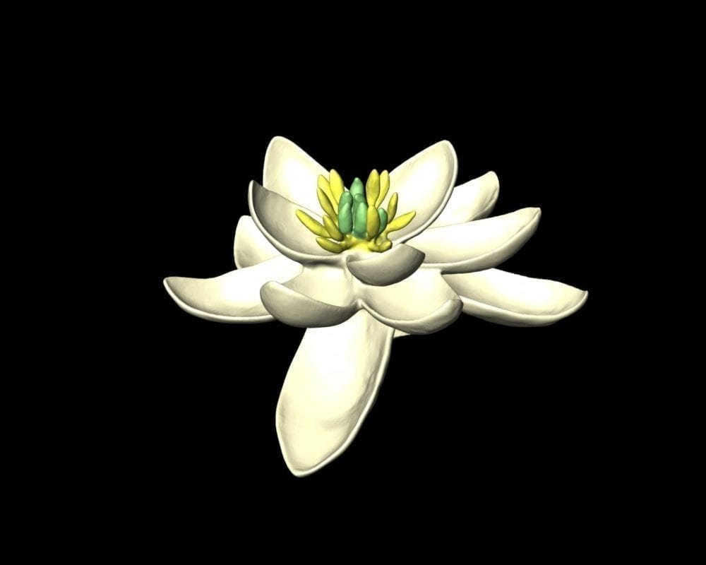 The ‘original ancestral flower’