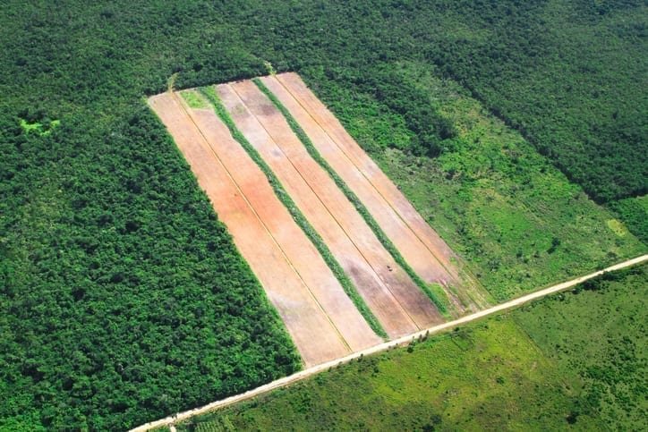 Rainforest cleared for agriculture in central Belize