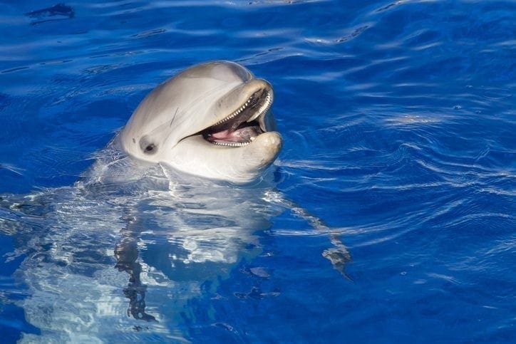How France is killing its dolphins