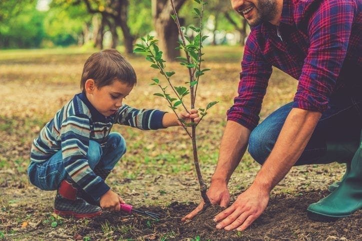 How to plant trees