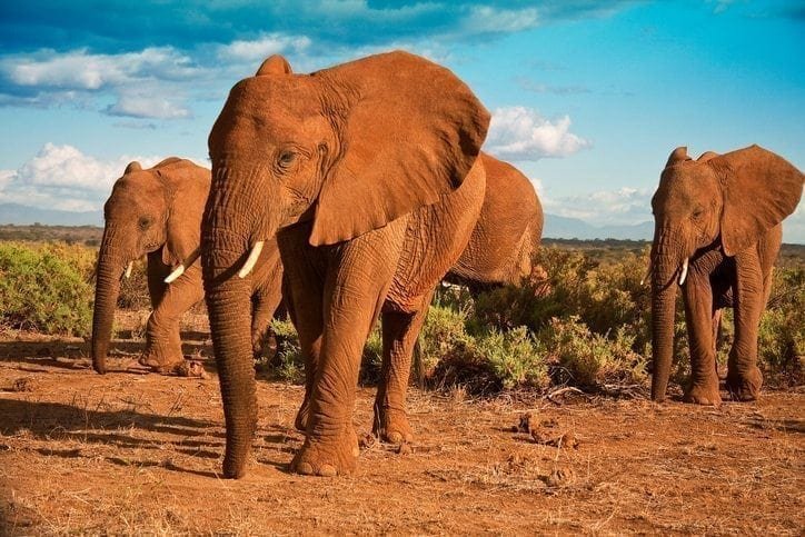 African elephant matriarchy