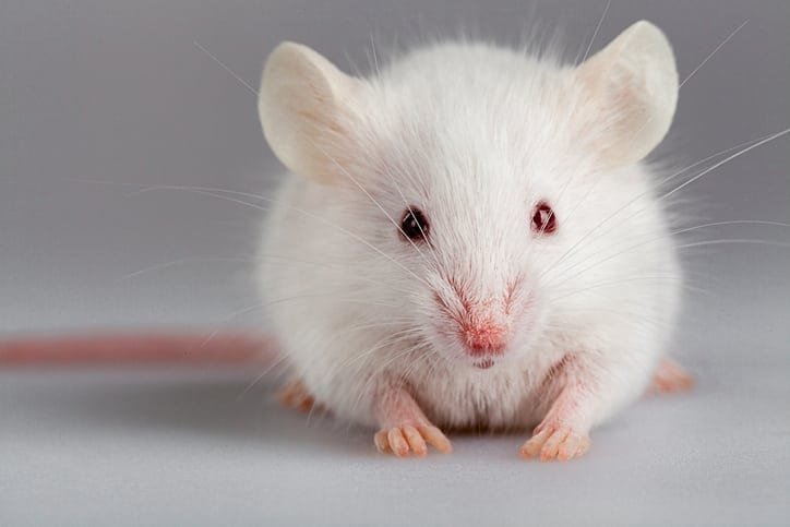 Overbreeding of UK lab mice