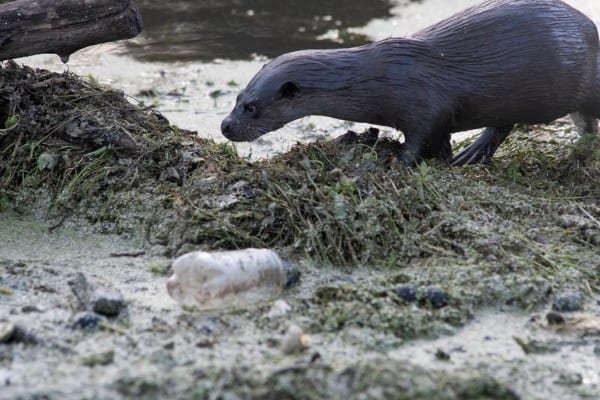Otter and plastic bottle