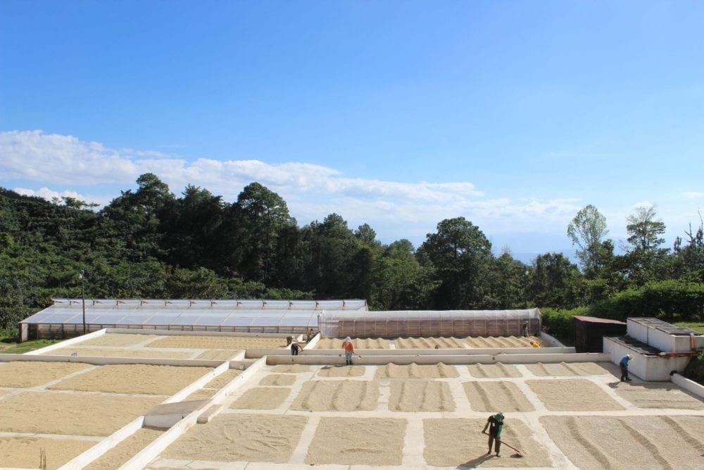 Coffee farming in Guatemala