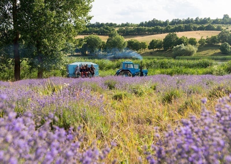 Sourcing lavender with respect