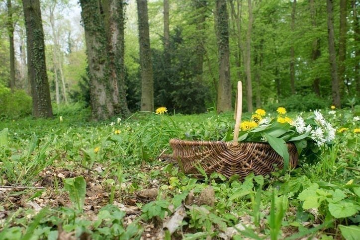 Spring foraging and wild medicines