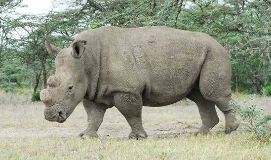 Sudan: the last white rhino