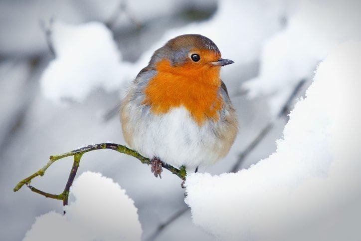 Turn your winter garden into a bird haven