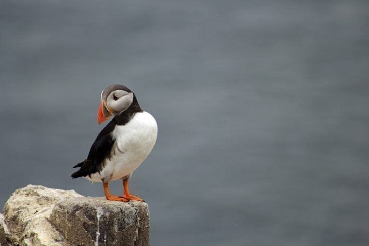 tlantic Puffin in the Farne Islands, Northumberland, UK