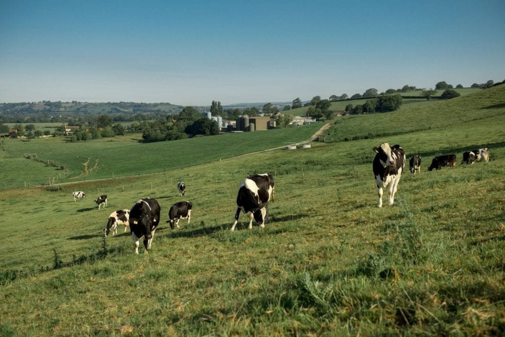 Wyke Farms Dairy Herd