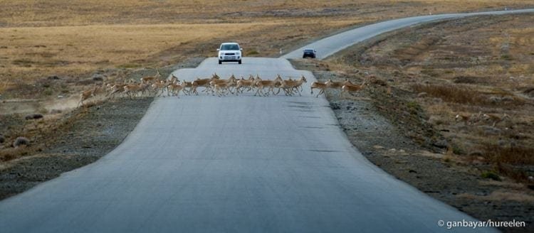 Mongolian Gazelles on migration