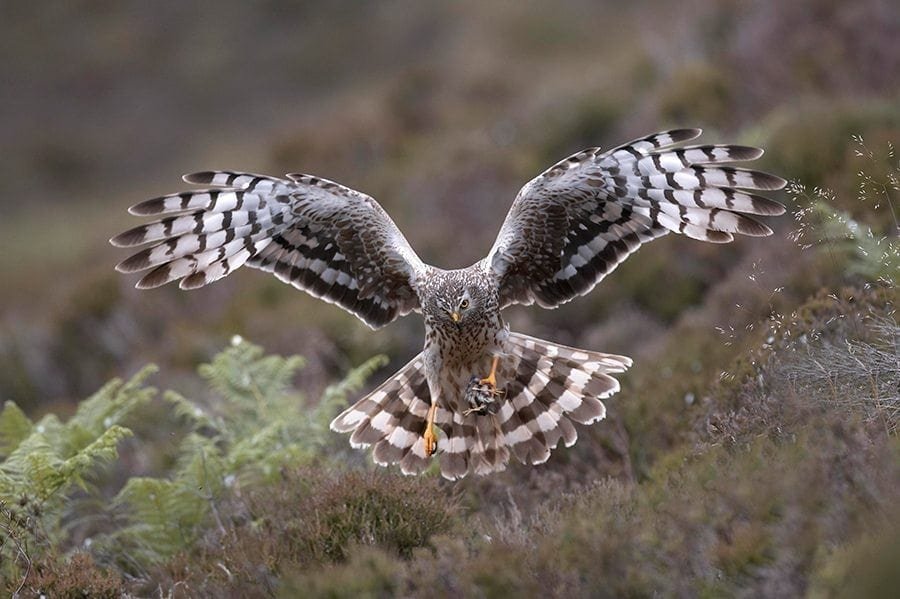 Hen Harrier Picture from MyGreenPod Sustainable News