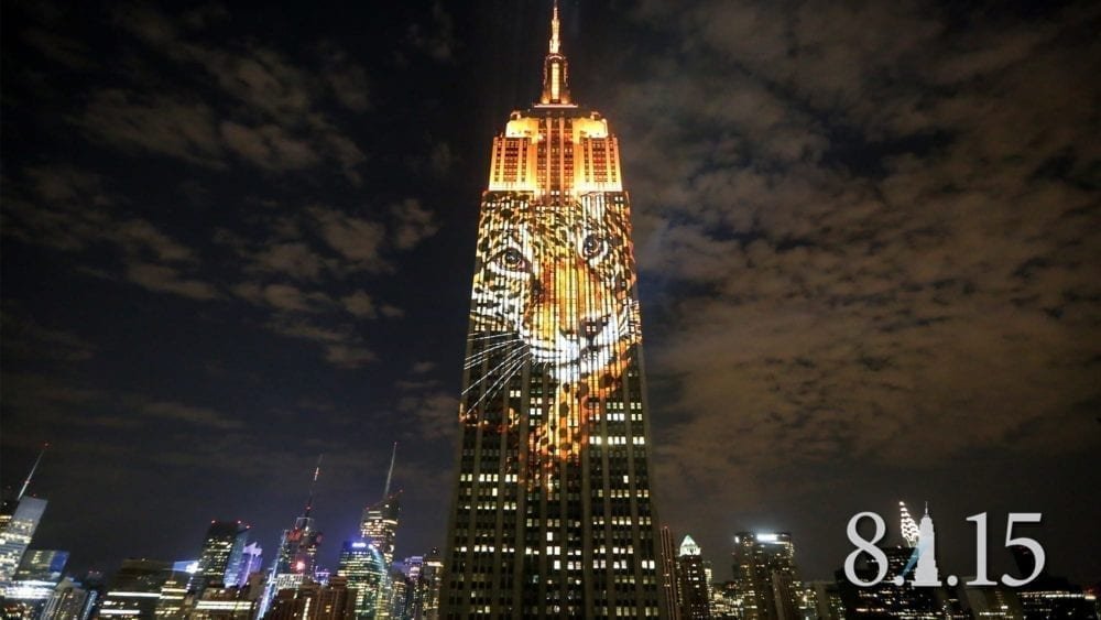 New Leopard projection Picture from MyGreenPod Sustainable News