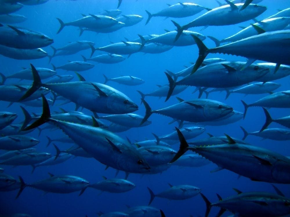 Tuna Picture from MyGreenPod Sustainable News