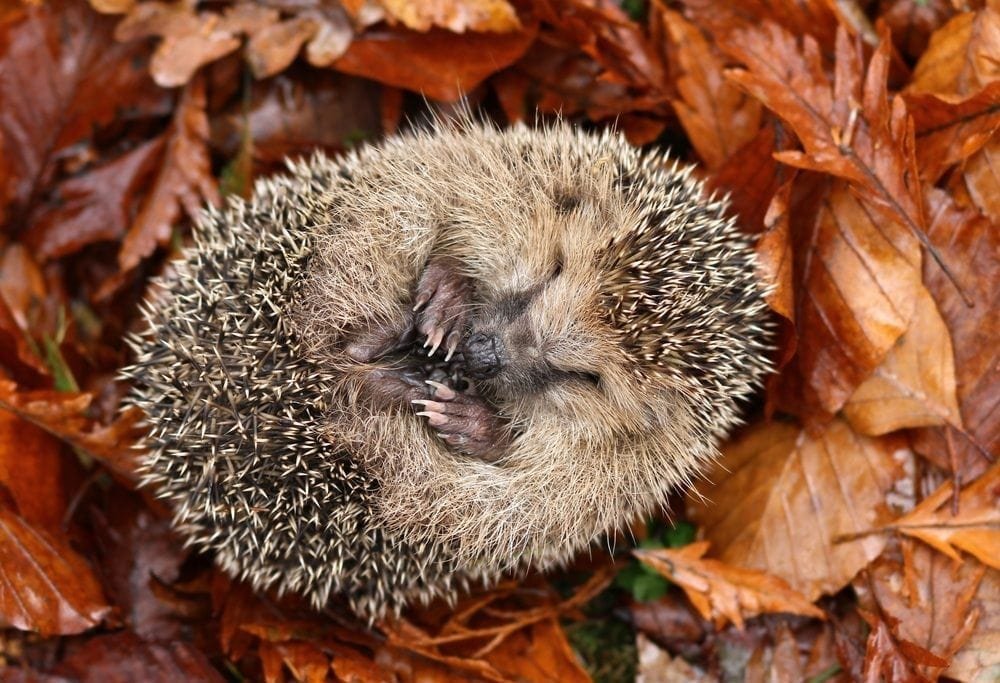 Hedgehog Picture from MyGreenPod Sustainable News