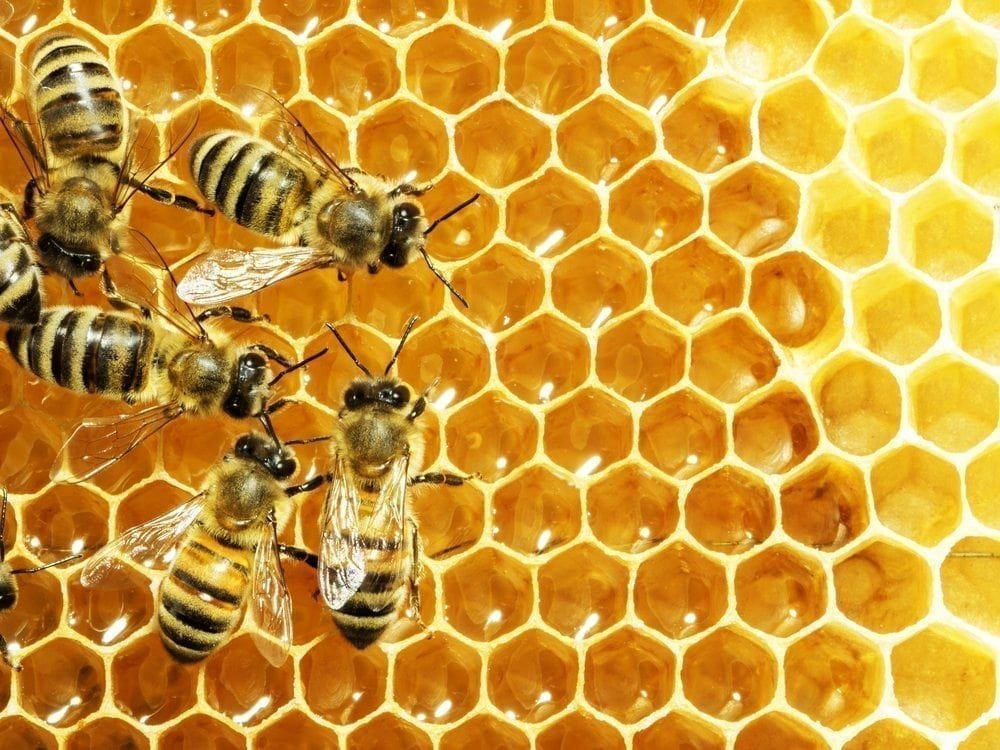 Wasps Honey Picture from MyGreenPod Sustainable News
