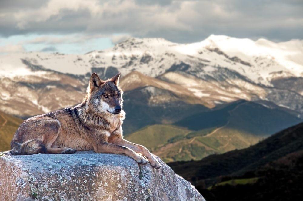 wolf and mountains Picture from MyGreenPod Sustainable News