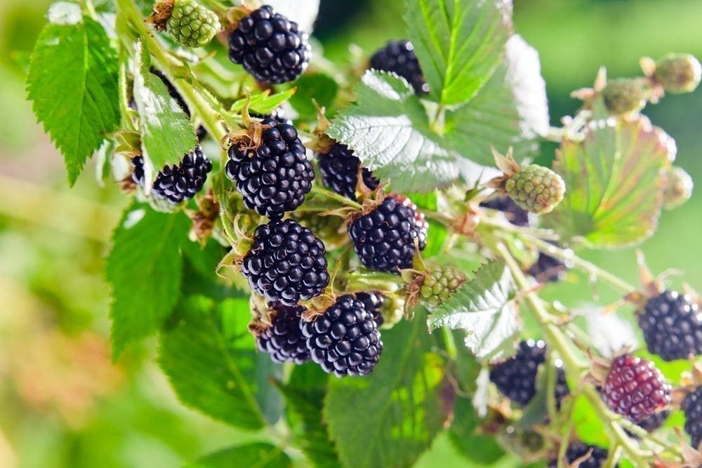 blackberries Picture from MyGreenPod Sustainable News