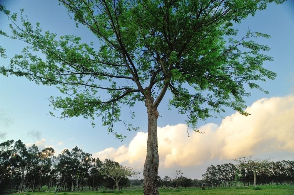 Tree Picture from MyGreenPod Sustainable News