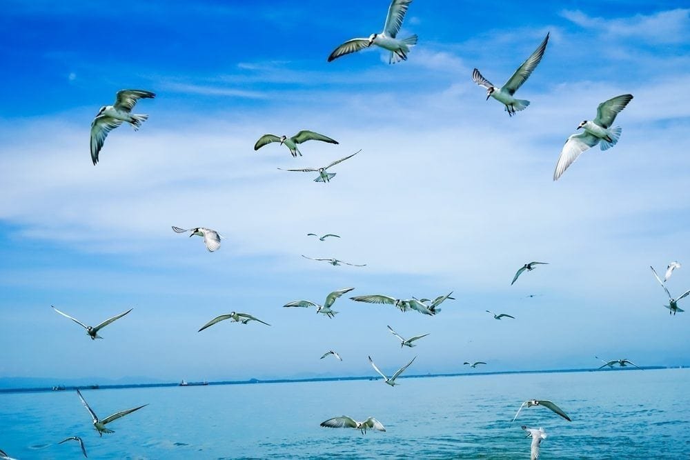Seagulls and sea Picture from MyGreenPod Sustainable News