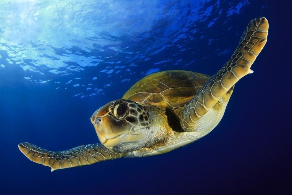 Turtle Picture from MyGreenPod Sustainable News
