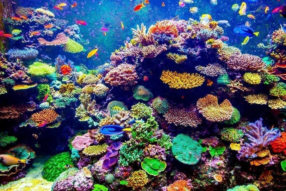 Coral Picture from MyGreenPod Sustainable News