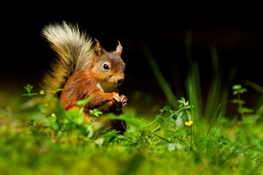 Squirrel Picture from MyGreenPod Sustainable News