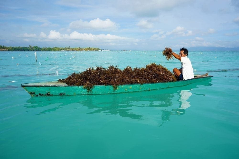 Seaweed farming’s ‘astonishing growth’