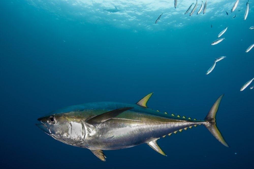 Yellowfin tuna at risk
