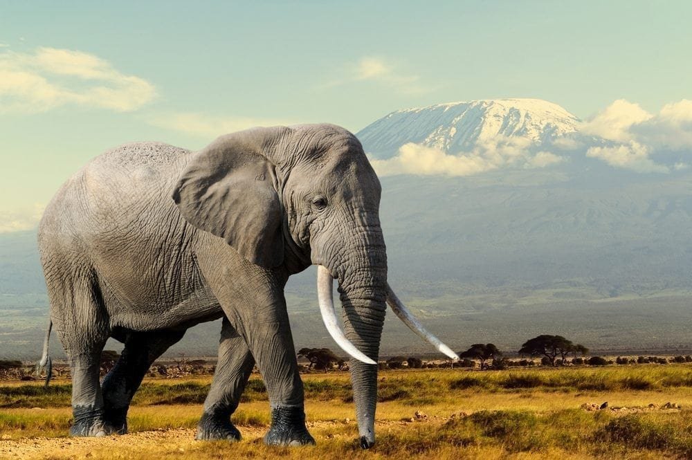 Largest mammals face extinction