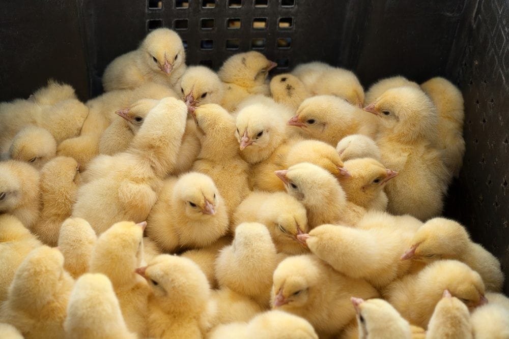 Chicken prison