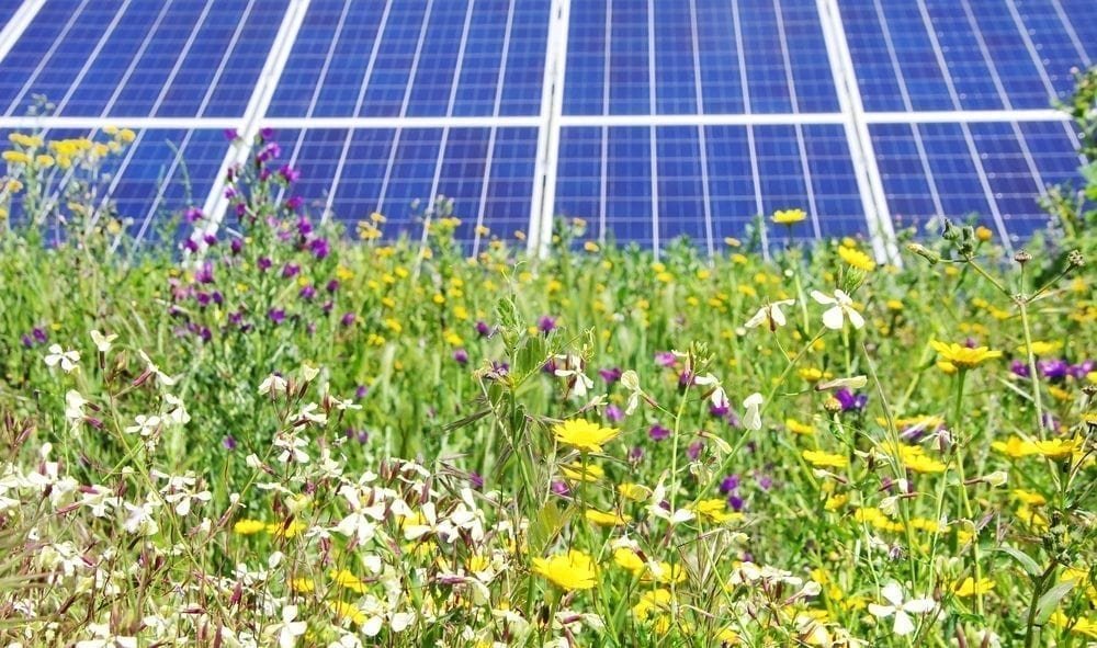 Solar farms improve biodiversity