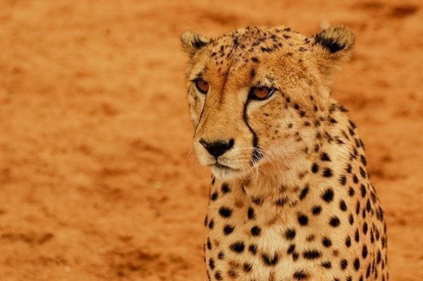 Cheetah numbers crash