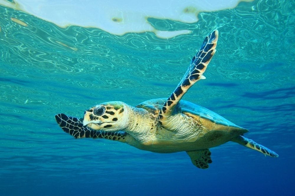 Turtle Picture from MyGreenPod Sustainable News