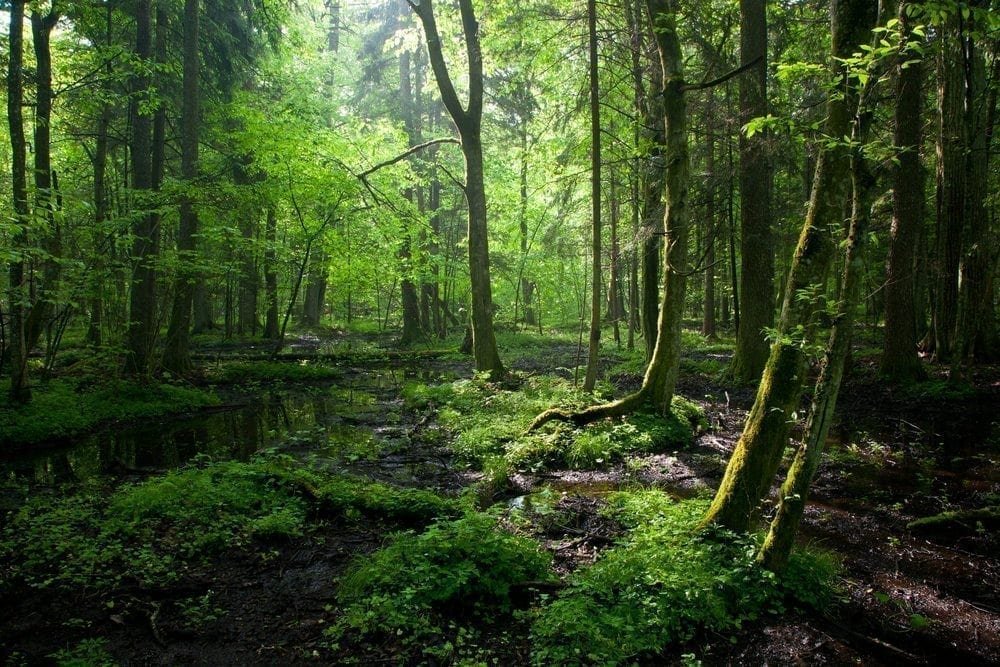 Bialowieza Forest World Heritage site