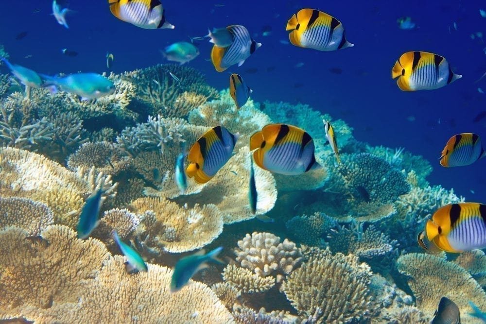 Maldives reefs under stress