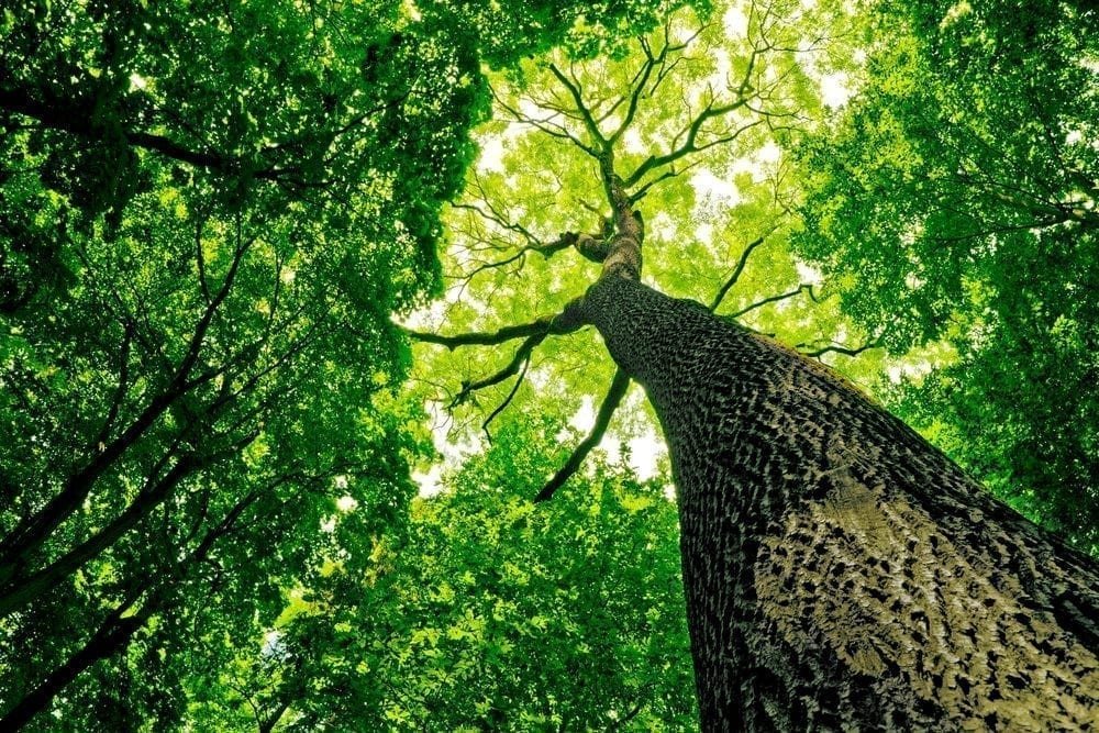 Tree Picture from MyGreenPod Sustainable News