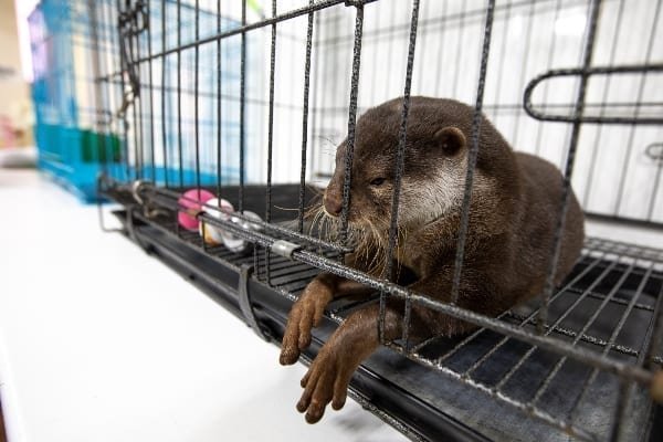 The pet otter craze_Credit World Animal Protection & Aaron Gekoski