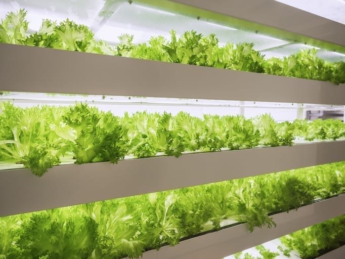 Energy tariffs launched to grow the vertical farming industry