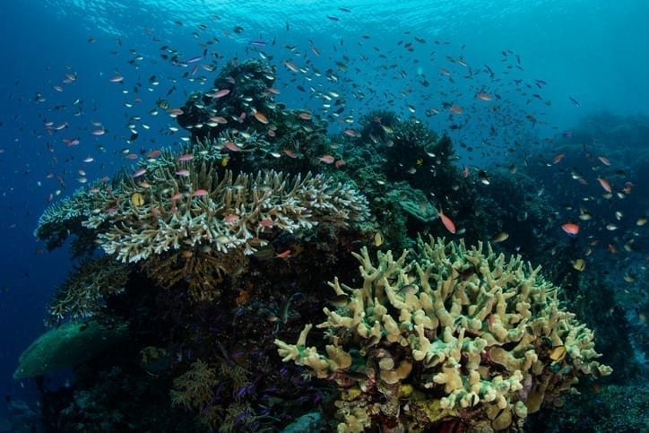 Pacific Island states declare 'climate crisis'